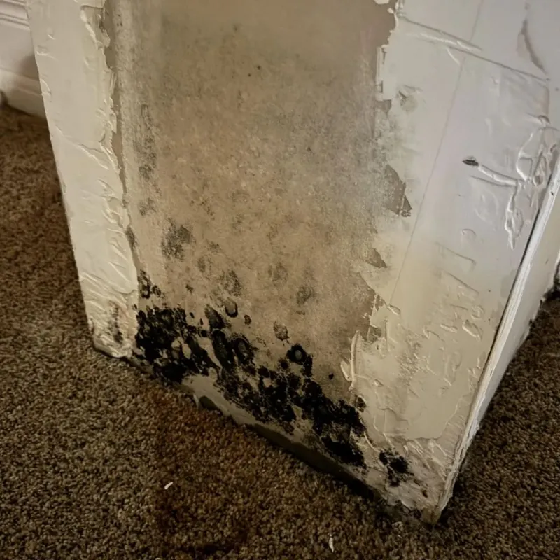 Professional Mold Removal in Bridgewater, VA